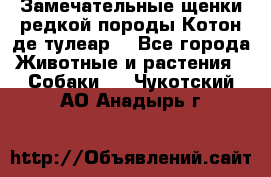 Замечательные щенки редкой породы Котон де тулеар  - Все города Животные и растения » Собаки   . Чукотский АО,Анадырь г.